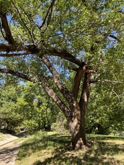 Juglans major