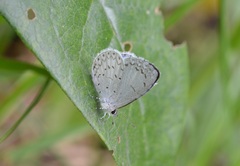 Celastrina echo gozora