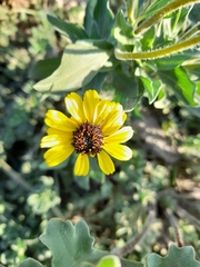 Encelia canescens