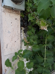 Lippia graveolens