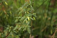 Correa glabra leucoclada