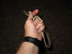 Thamnophis cyrtopsis cyrtopsis