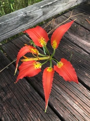 Lilium catesbaei