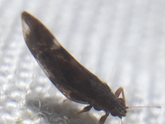 Trichochermes walkeri