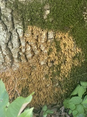 Pseudanomodon attenuatus