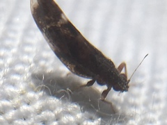 Trichochermes walkeri