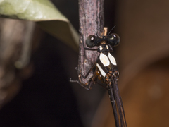 Nososticta impercepta