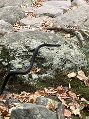 Pantherophis alleghaniensis