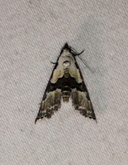 Nigetia formosalis