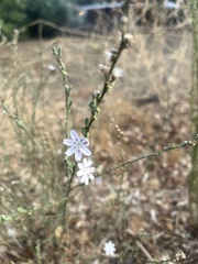 Stephanomeria diegensis
