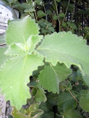 Lippia graveolens