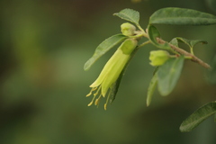 Correa glabra leucoclada