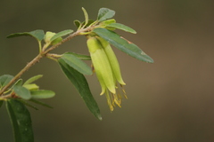 Correa glabra leucoclada