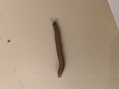 Cylindroiulus punctatus