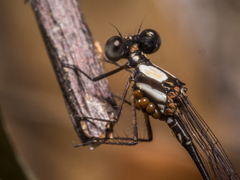 Nososticta impercepta