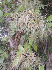 Clematis vitalba