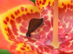 Electrostrymon guzanta