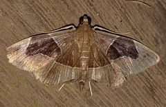 Lamprosema sinaloanensis