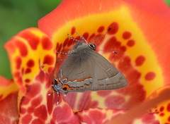 Electrostrymon guzanta