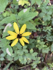 Coreopsis tripteris
