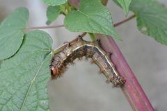 Hemileucinae