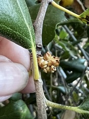 Callirhytis serricornis