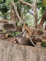 Semnopithecus entellus