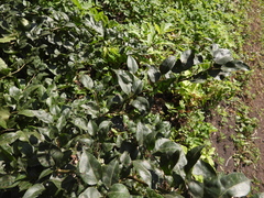 Pyrus
