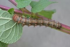Hemileucinae