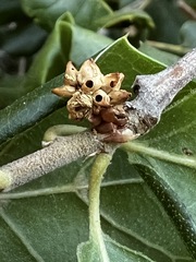 Callirhytis serricornis