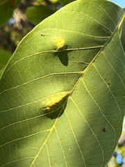 Aceria erinea