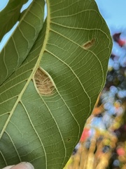 Aceria erinea