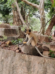 Semnopithecus entellus