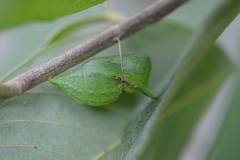 Mimoides thymbraeus thymbraeus