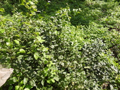 Pyrus
