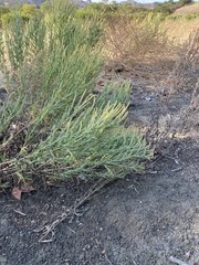 Ambrosia psilostachya