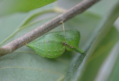 Mimoides thymbraeus thymbraeus