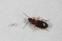 Stenolophini