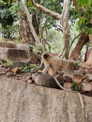 Semnopithecus entellus
