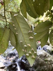 Strepsinoma croesusalis