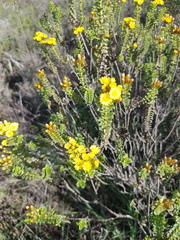 Oedera squarrosa
