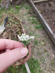 Allium tuberosum