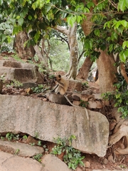 Semnopithecus entellus