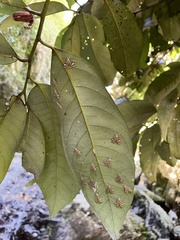 Strepsinoma croesusalis
