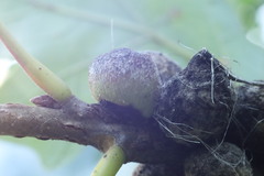 Disholcaspis quercusmamma