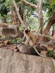 Semnopithecus entellus