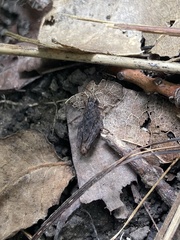 Tettigidea lateralis