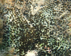 Cliona aprica