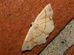Cyclophora punctaria