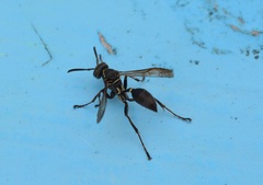 Polybia plebeja